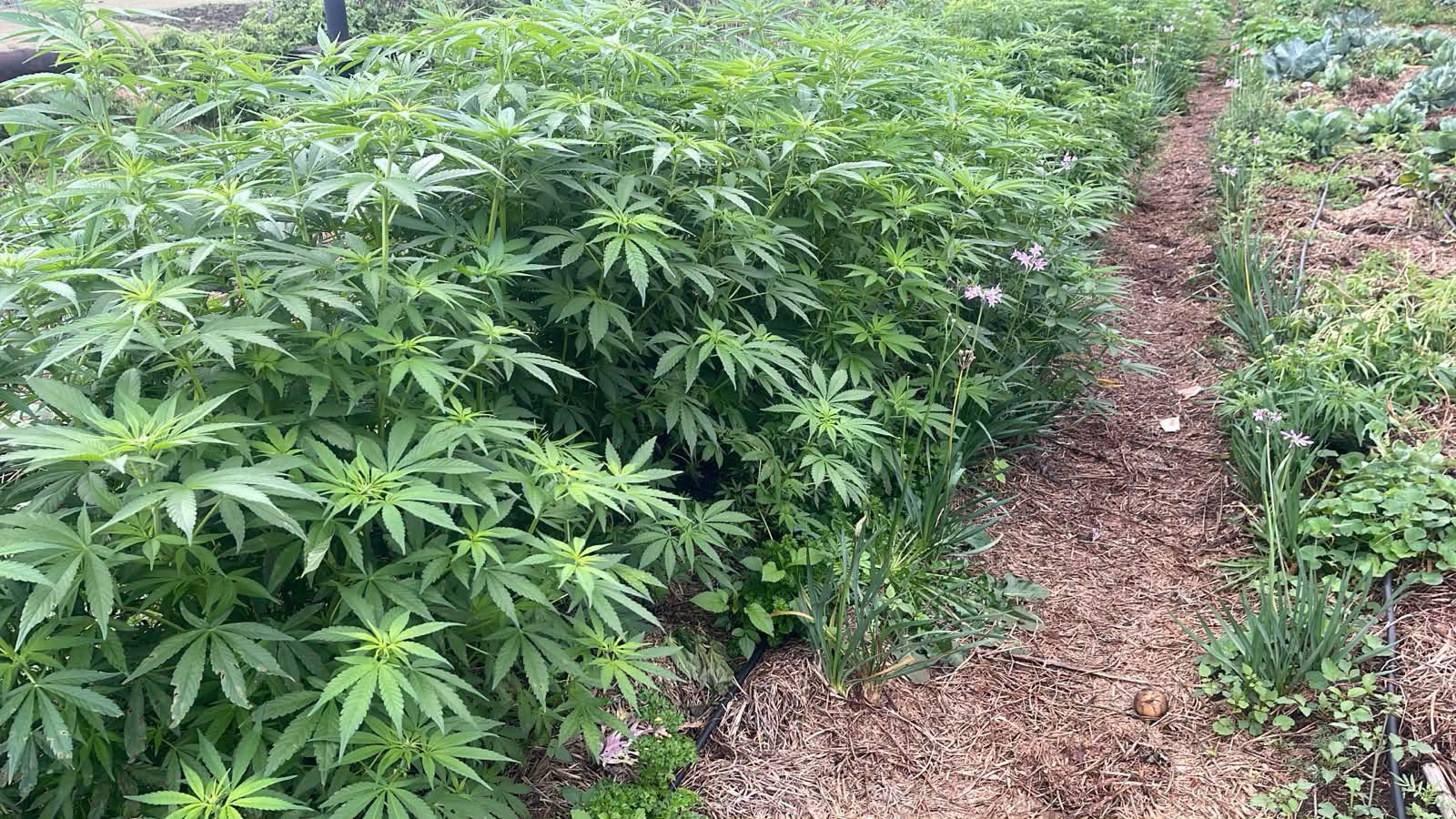 Bezos Space Rides South Africa’s R36 billion cannabis goldmine, and Jeff Bezos spends $30 ...